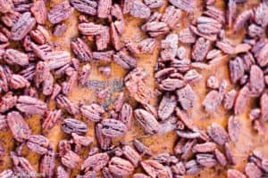 spiced pecans after roasting on a baking sheet